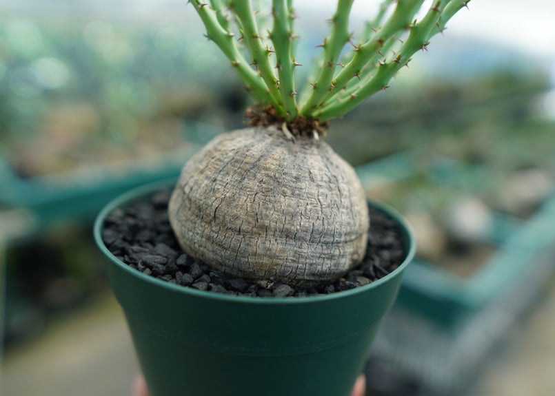 ユーフォルビアデシドゥア isla del pescado - Euphorbia decidua-蓬莱島