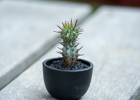 ユーフォルビア　ホリダ