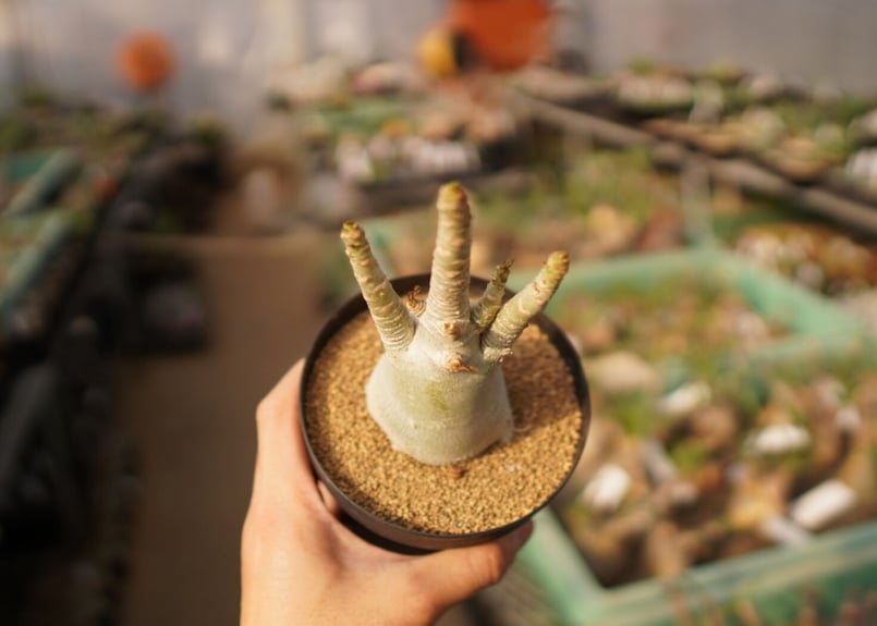 アデニウム アラビカム NO.8 | mana's farm:塊根植物・アガベ・ドライ