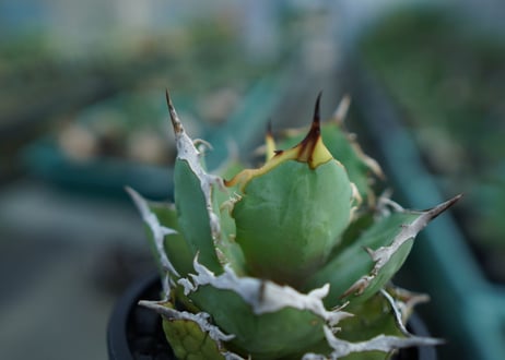 アガベ　チタノタ　FO-76　agave titanota  FO-76　No.3