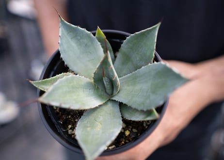 Agave parryi