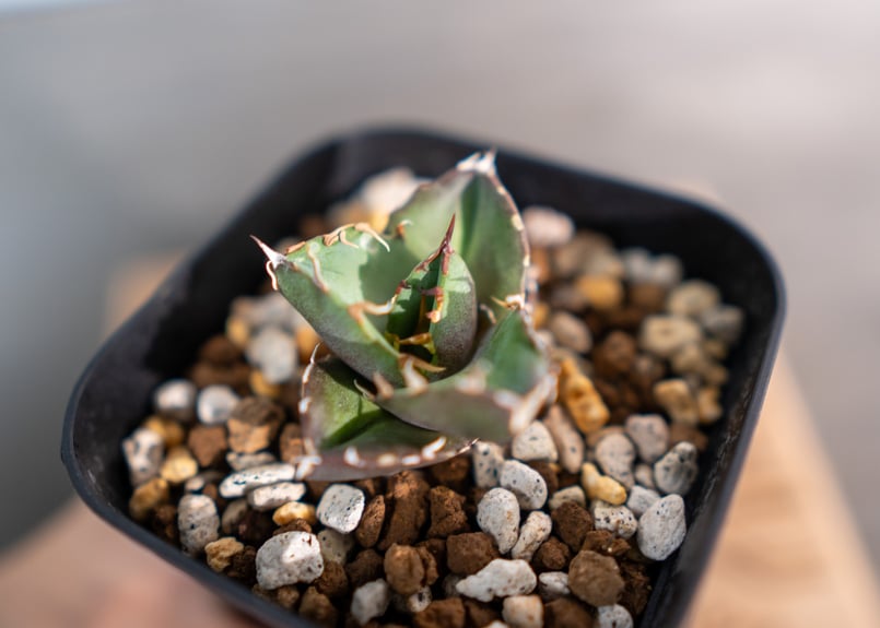 アガベ オテロイ 沖縄実生 | mana's farm:塊根植物・アガベ・ドライ