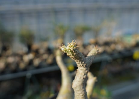 パキポディウム マカイエンセ　Pachypodium makayense　No.5