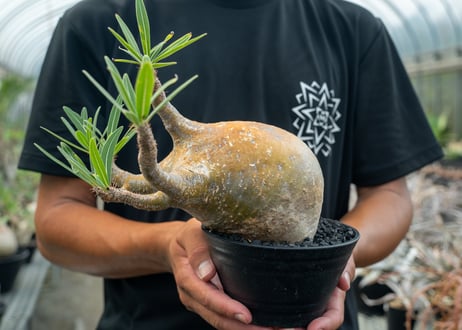 パキポディウム　グラキリス　Pachypodium Gracilius　No.3