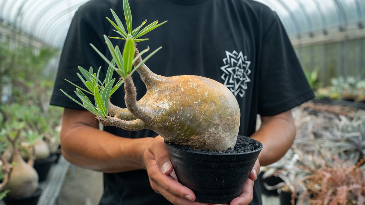 パキポディウム グラキリス Pachypodium gracilius ③ パキポディウム グラキリス Pachypodium Gracilius No.3 | mana