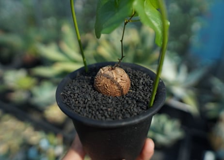 亀甲竜　Dioscorea elephantipes No.9