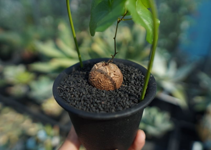 亀甲竜 Dioscorea elephantipes No.9 | mana's farm:塊
