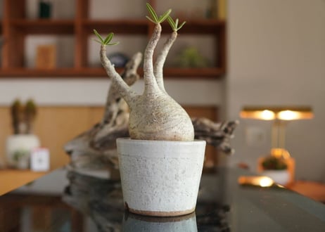 パキポディウム　グラキリス　 Pachypodium Gracilius