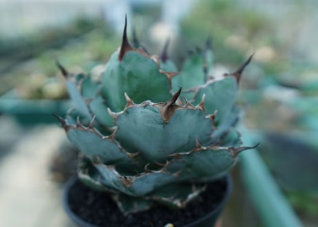 アガベ　チタノタ　 ブラックアンドブルー 　Agave titanota black and blue　No.8