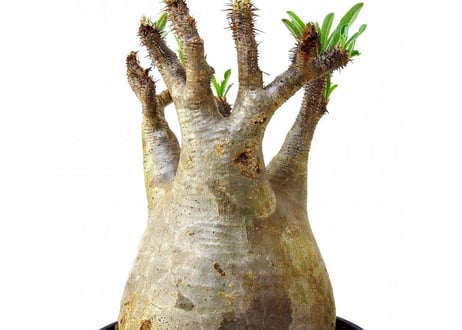 Pachypodium Gracilius パキポディウム  グラキリス  №5