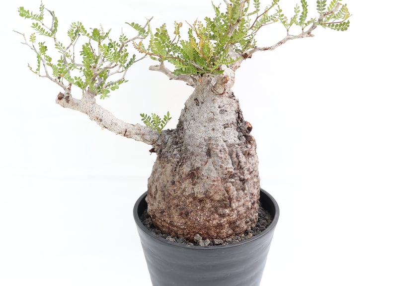 オペルクリカリア パキプス | mana's farm:塊根植物・アガベ・ドライ