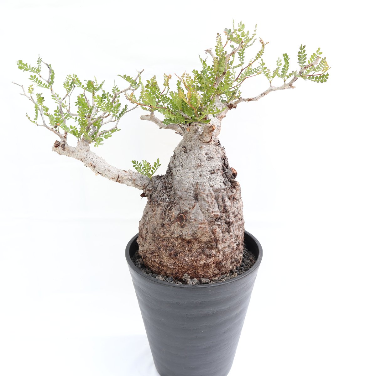 オペルクリカリア パキプス | mana's farm:塊根植物・アガベ・ドライ