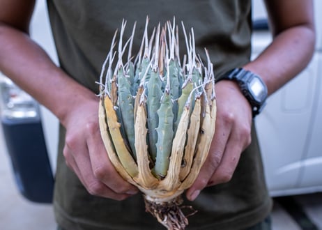 Agave uthaensis  NO.2