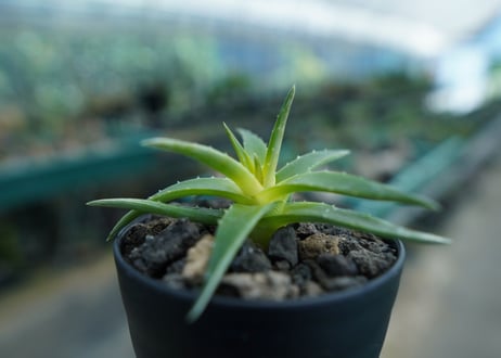 ディッキア　ムーングロー　Dyckia brevifolia  Moon Glow　No.2