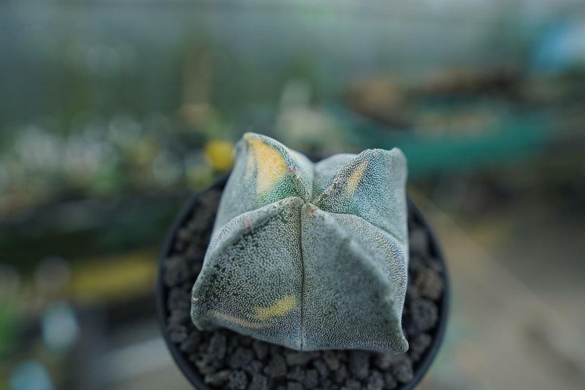 062252 青玉髄緑度母天珠10＊27ミリ 結晶入り 愉しく