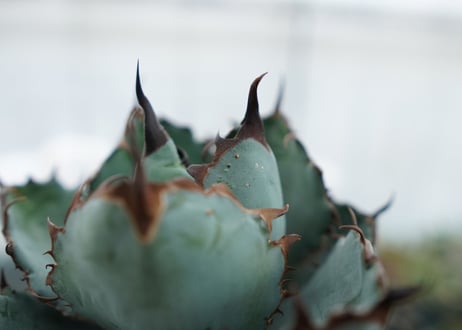 アガベ　チタノタ　 ブラックアンドブルー 　Agave titanota black and blue　NO.2