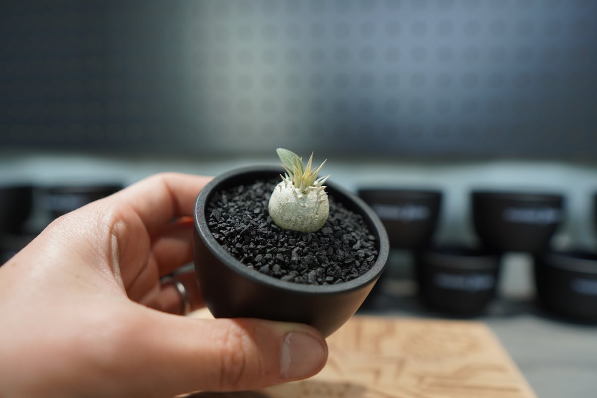 パキポディウム エブレネウム 沖縄実生株 | mana's farm:塊根植物