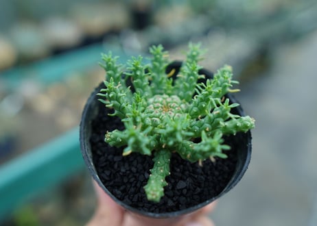 ユーフォルビア　ゴルゴニス　Euphorbia gorgonis  No.2