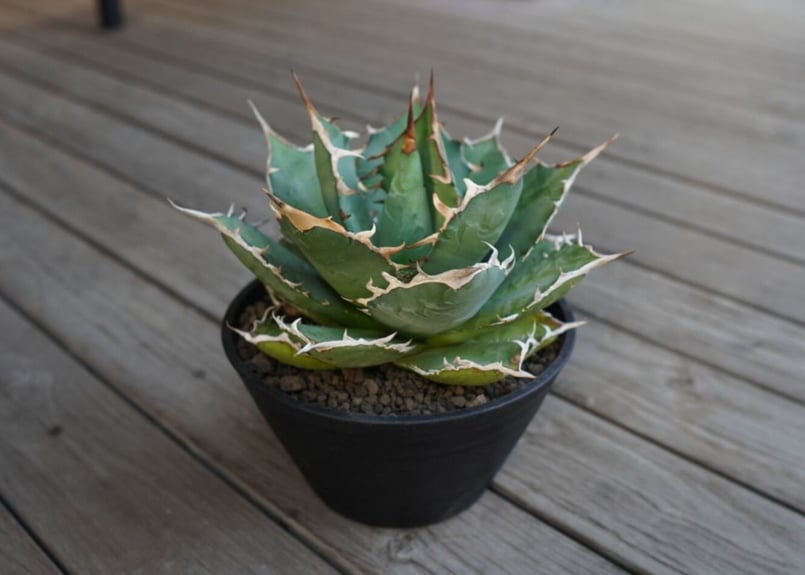 アガベ チタノタ FO-76 Agave titanota ”FO-76