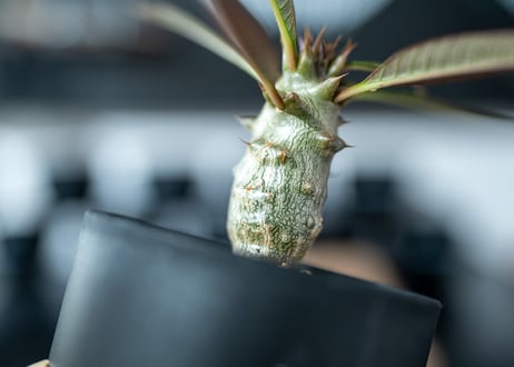 パキポディウム バロニー　Pachypodium baronii 沖縄実生