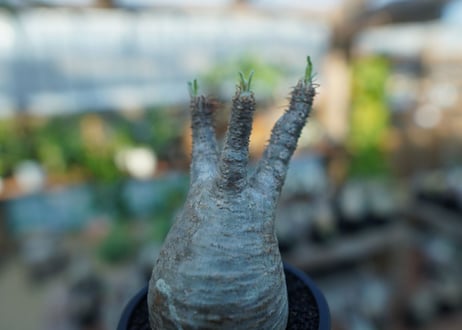 【未発根】パキポディウム　グラキリス　 Pachypodium Gracilius  No.24