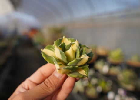 agave 王妃雷神黄中斑 NO.4