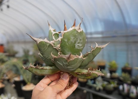agave titanota chocolate kiss