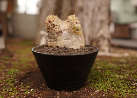 パキポディウム　エブレネウム　Pachypodium eburneum