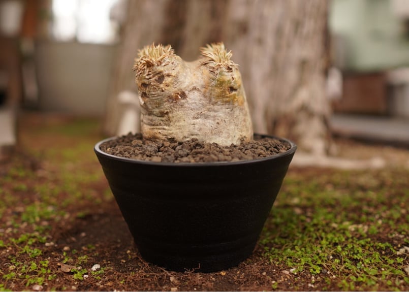 パキポディウムエブレネウム現地球 2年待てずに植え替えちゃった．．．（現地球エブレネウム