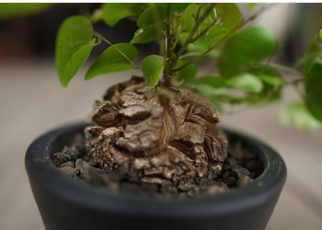 亀甲竜　モンタナ  Dioscorea elephantipes var. montana