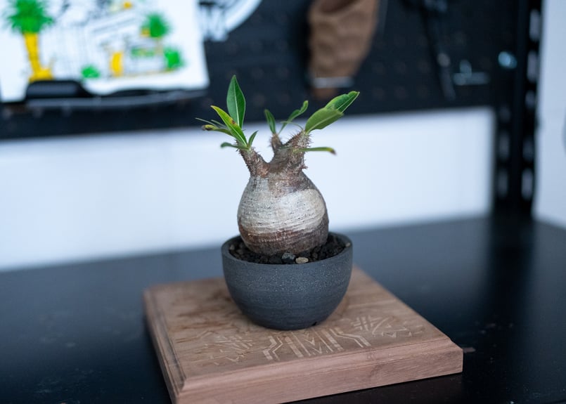 パキポディウム グラキリス 沖縄管理株 | mana's farm:塊根植物