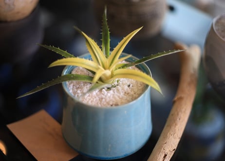 CATEGORY ディッキア | mana's farm:塊根植物・アガベ・ドライガーデン