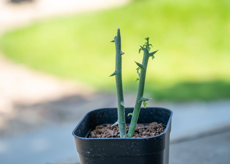 アデニア グロボーサ | mana's farm:塊根植物・アガベ・ドライガーデン