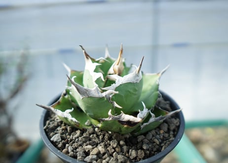 アガベ　チタノタ　獅子光　agave titanota　lion light