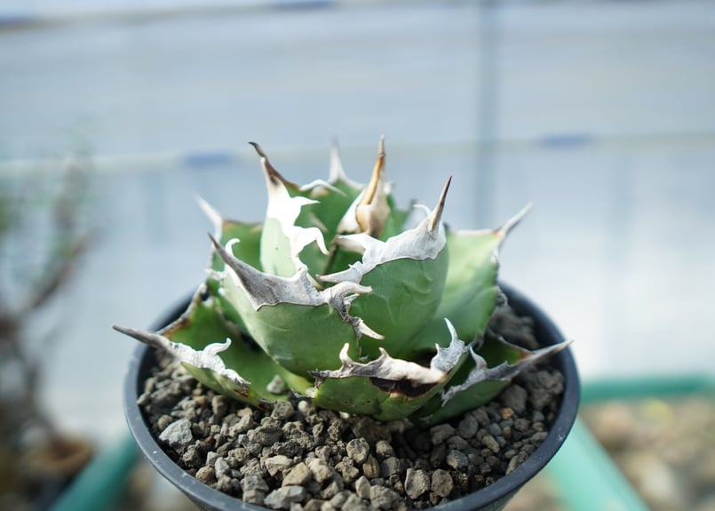 アガベ チタノタ 獅子光 agave titanota lion light | mana's