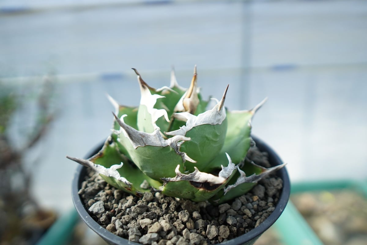 アガベ チタノタ 獅子光 agave titanota lion light | mana's