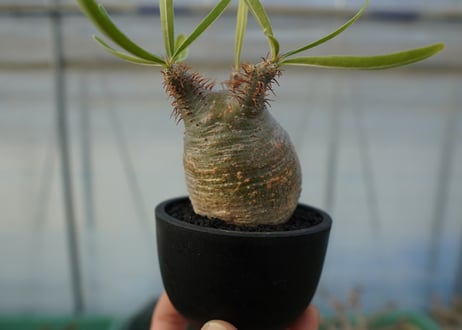 パキポディウム　グラキリス　 Pachypodium Gracilius  No.4