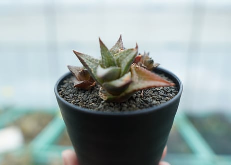 ハオルチア　竜鱗　Haworthia tessellata
