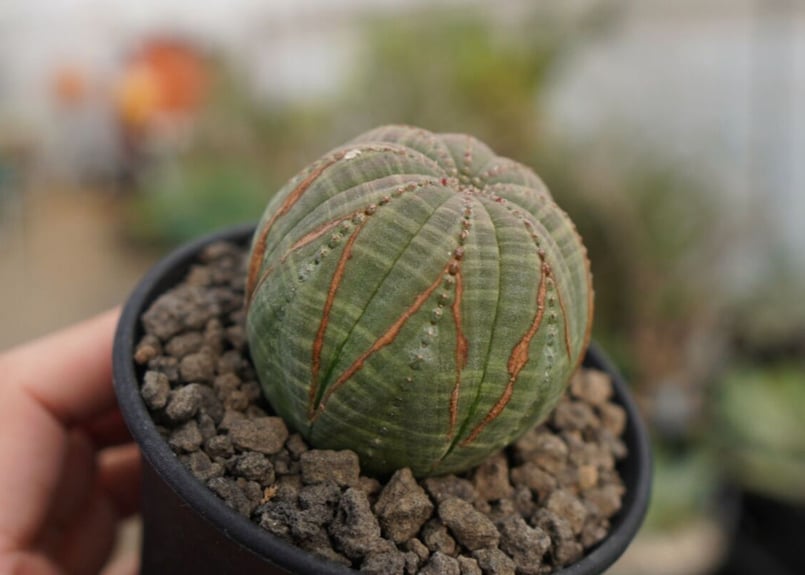 ユーフォルビア オベサ | mana's farm:塊根植物・アガベ・ドライ