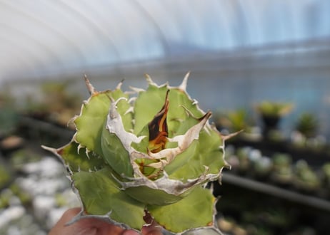agave titanota 獅子光　lion light No.4