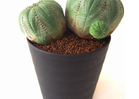 ユーフォルビア オベサ　euphorbia Obesa