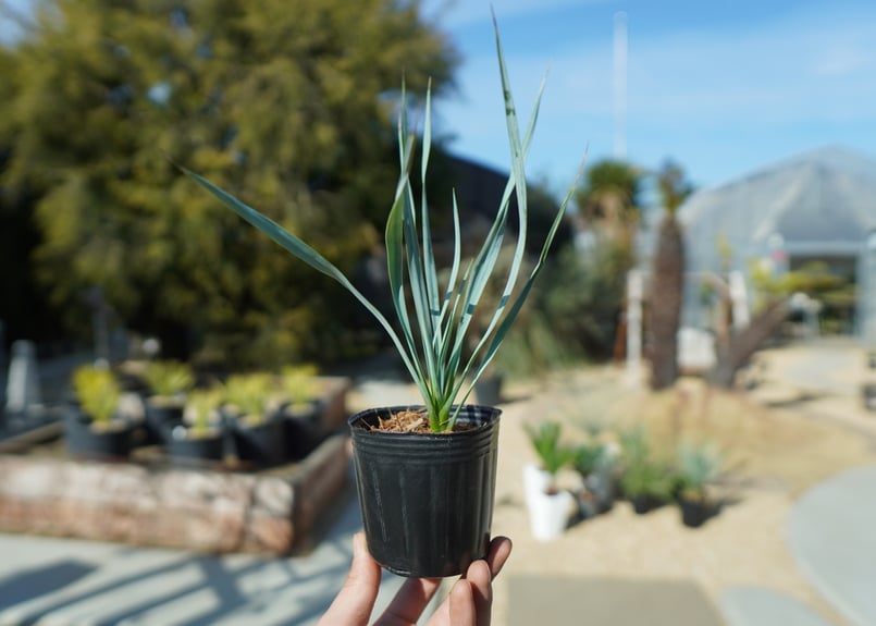 ユッカ ロストラータ No.1 | mana's farm:塊根植物・アガベ・ドライ