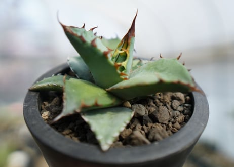 アガベ　チタノタ　ブルー　Agave Titanota Blue　No.2