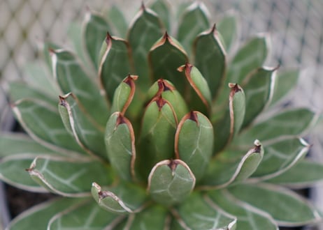 agave formosa '雪嶺'