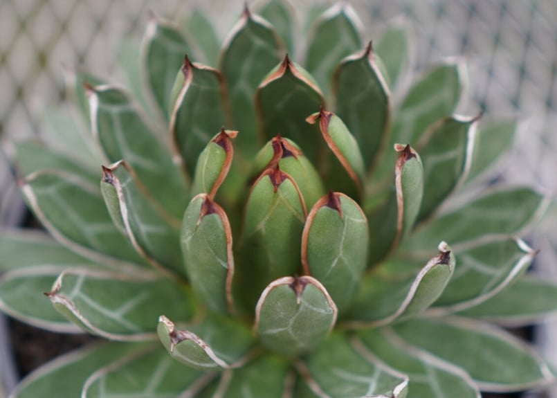 agave formosa '雪嶺' | mana's farm:塊根植物・アガベ・ドライガー