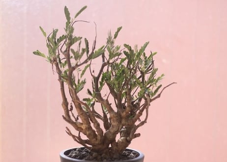 センナ　メリディオナリス　形サイズ最高です。