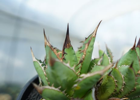アガベ　チタノタ　剣竜　Agave titanota Kenryu　No.2