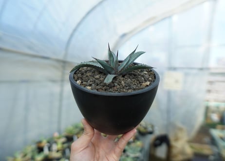 アガベ　リトルシャーク　Agave Little Shark