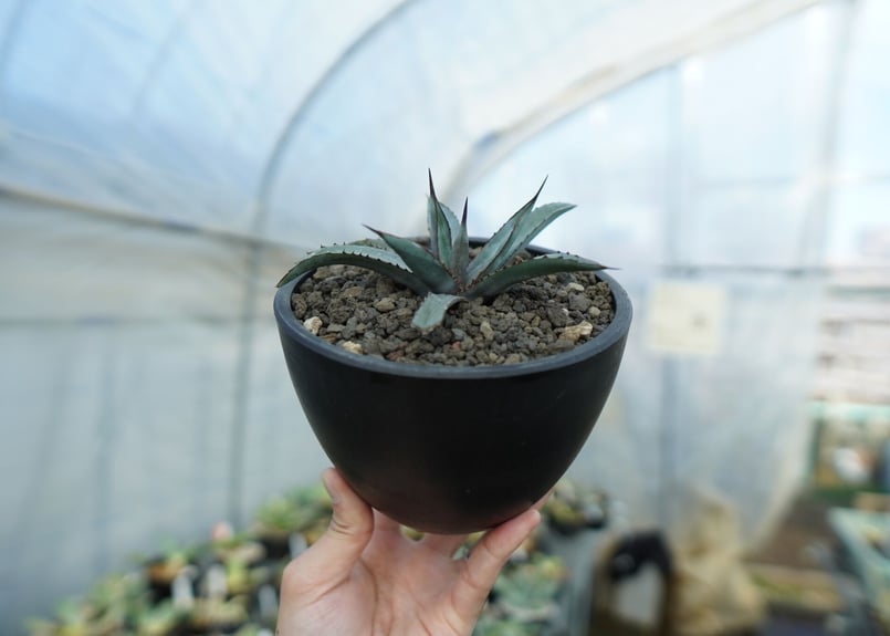 アガベ リトルシャーク Agave Little Shark | mana's farm:塊根