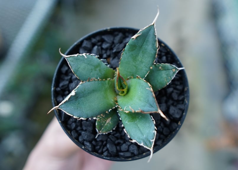 AGAVE TITANOTA FO-76 実生株 agave titanota FO-76 特選株（子株販売） – DELTA PLANTS